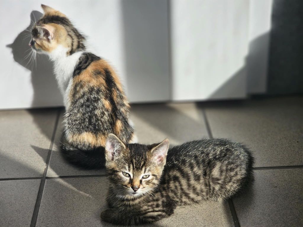 TRIKOLORKA i Burasek  razem lub osobno