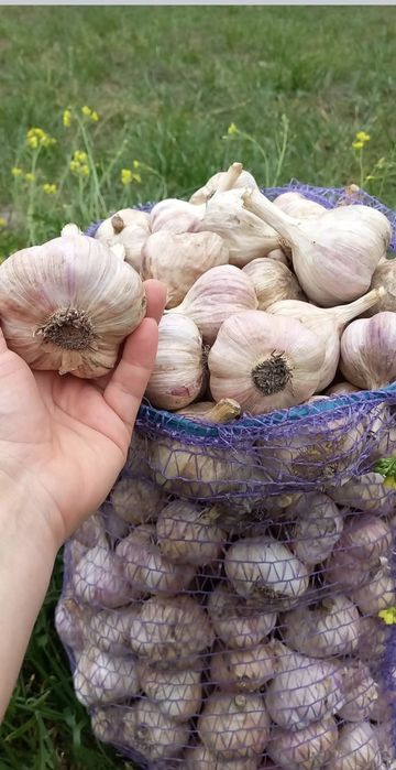 Часник Любаша друга репродукція.