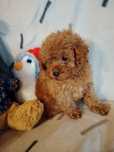 Pudel miniaturowy toy