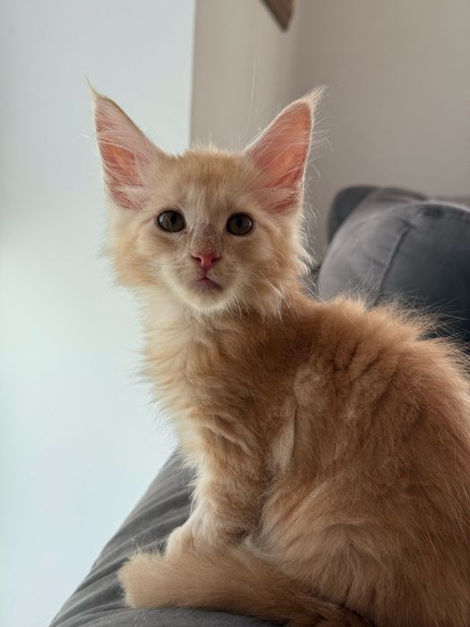 Maine coon kocur kremowy srebrzysty FPL