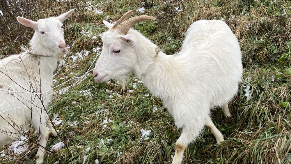 Продам кітних кіз