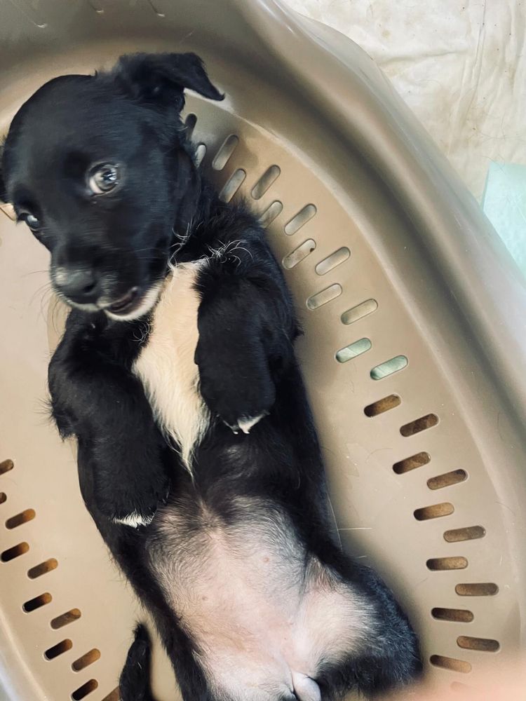 Nala- cachorrinha porte pequeno/médio