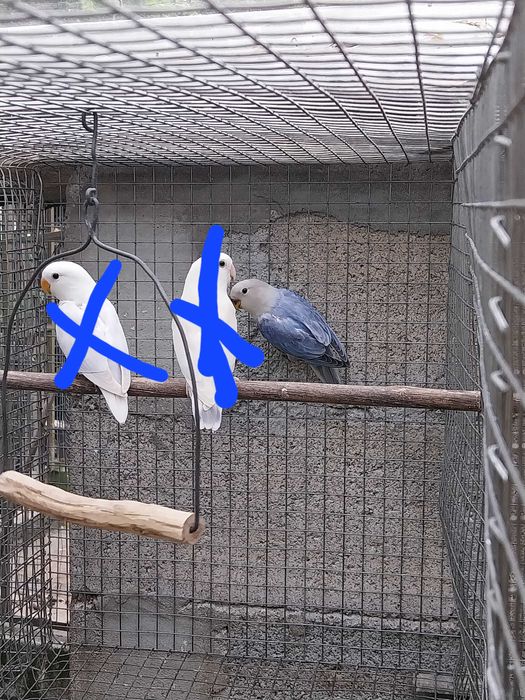 Agapornis Roseicollis