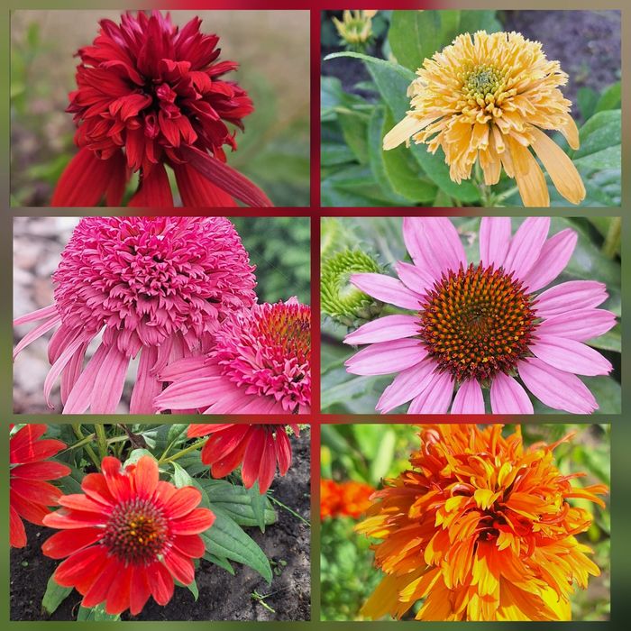 50 szt jeżówka, nasiona jeżówki purpurowej. Kwiaty wieloletnie