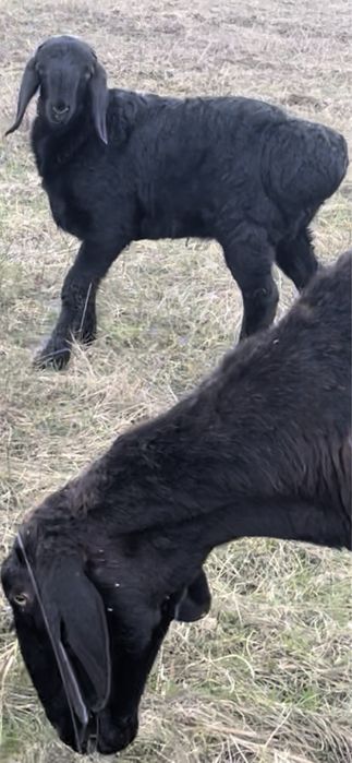 Продажа ягнят гиссарской породы баранов