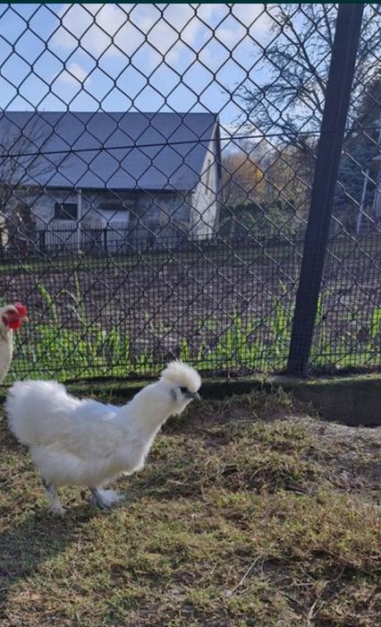 Sprzedam koguta wraz z kurką