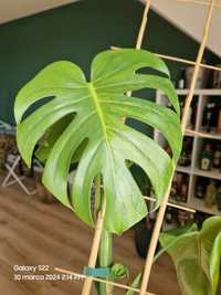 Monstera Green on Green