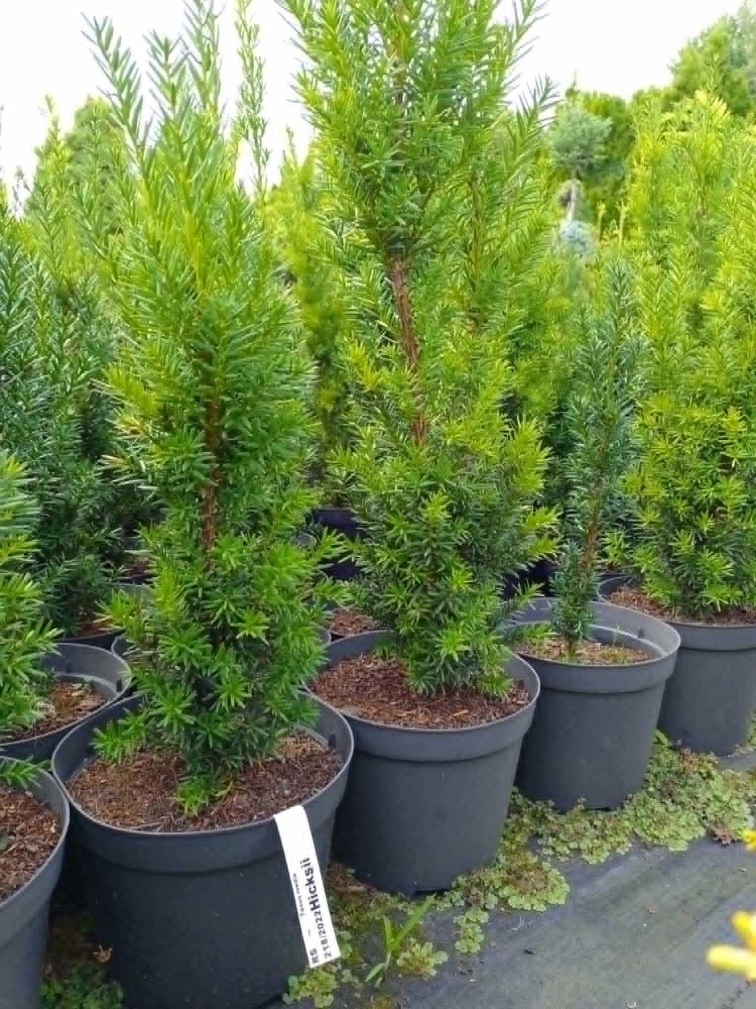 cis taxus ceny producenta
