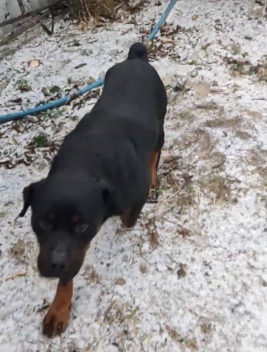 Віддам ротвейлера у добрі руки