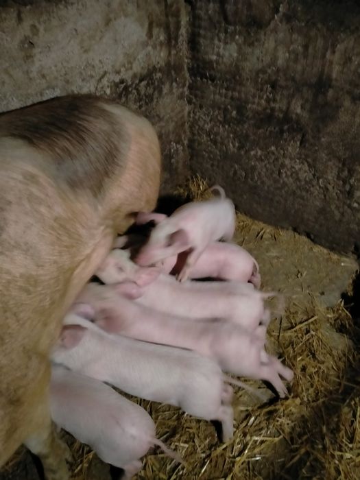 Поросята породи Великої білої Української