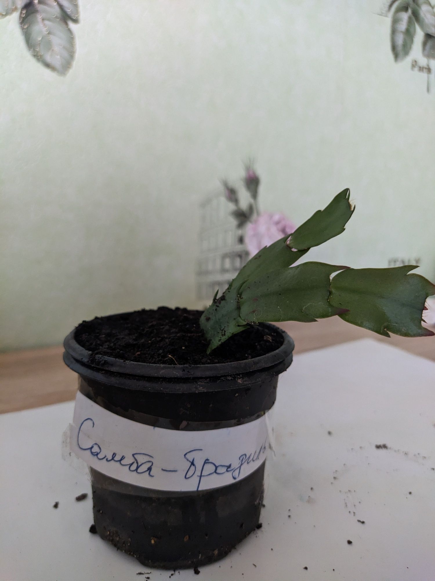 "Samba Brasil". Продам.Шлюмбергер,різдвяний,.