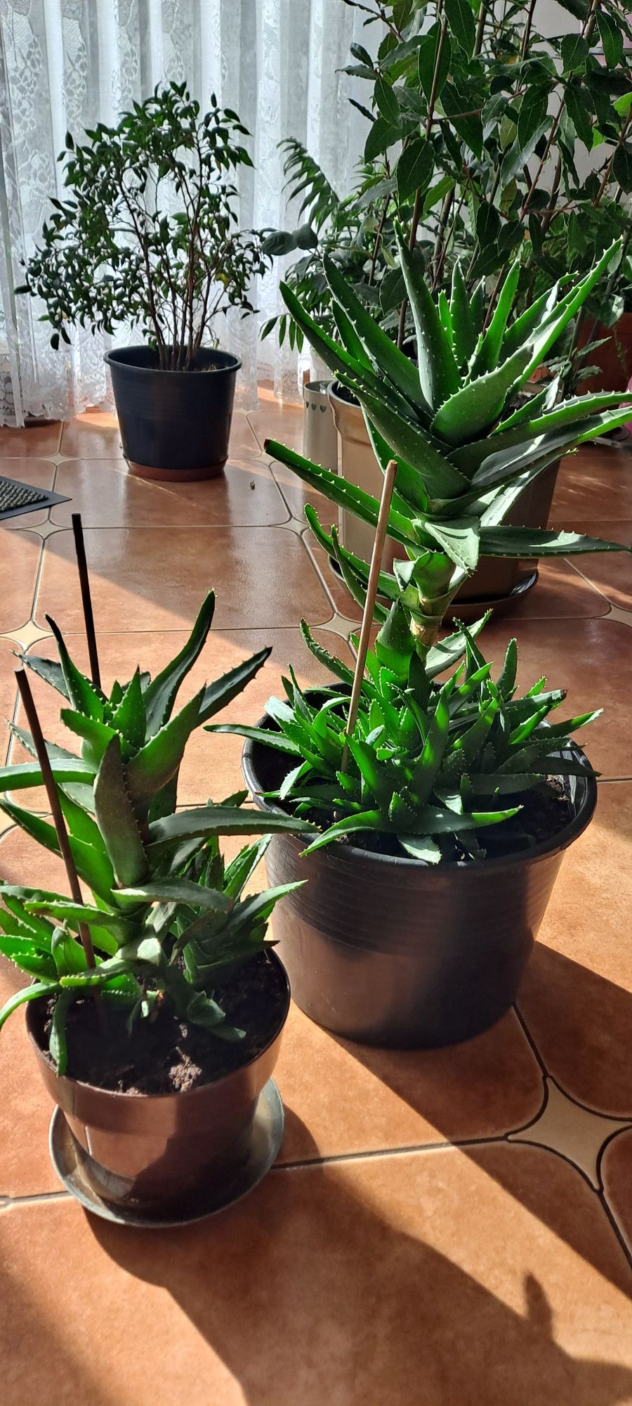 Aloes aloe vera sukulent roślina lecznicza