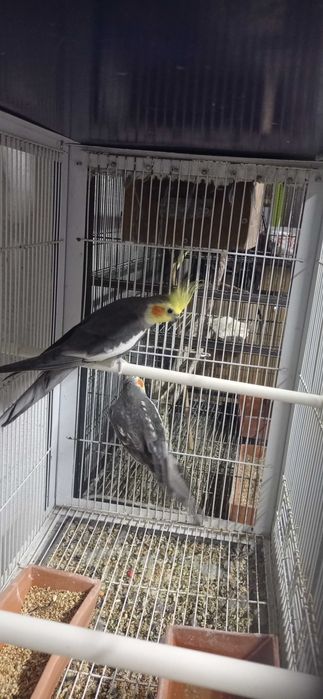 Caturras 15 euros cada