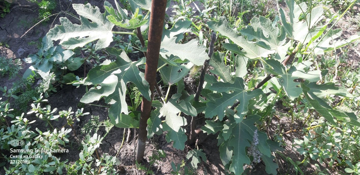 Продам двухлетний плодоносящий очень вкусный сладкий  инжир Брунсквик