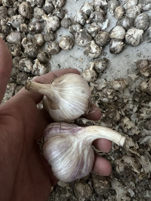 Часник Любаша першої репродукції