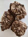 Żagwica Listkowata (maitake) Suszona - 100g