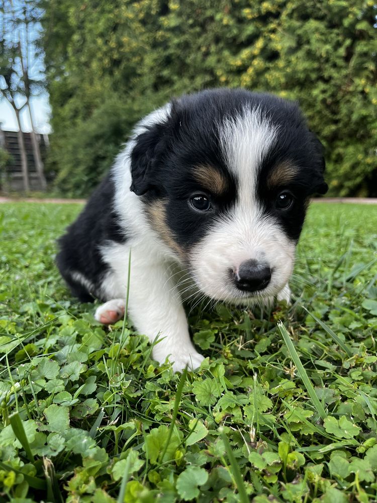 Piesek Border Collie Tricolor