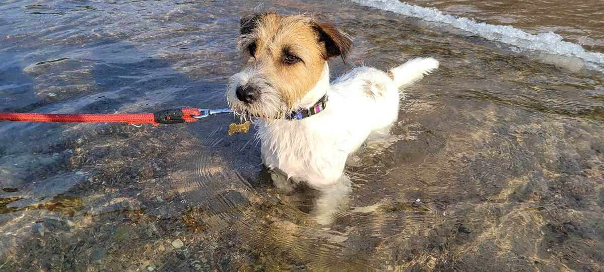 Jack Russell Terrier piesek biało- brązowy sierść złamana DONALD