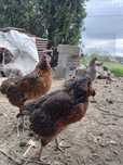 Araucana Jaja lęgowe