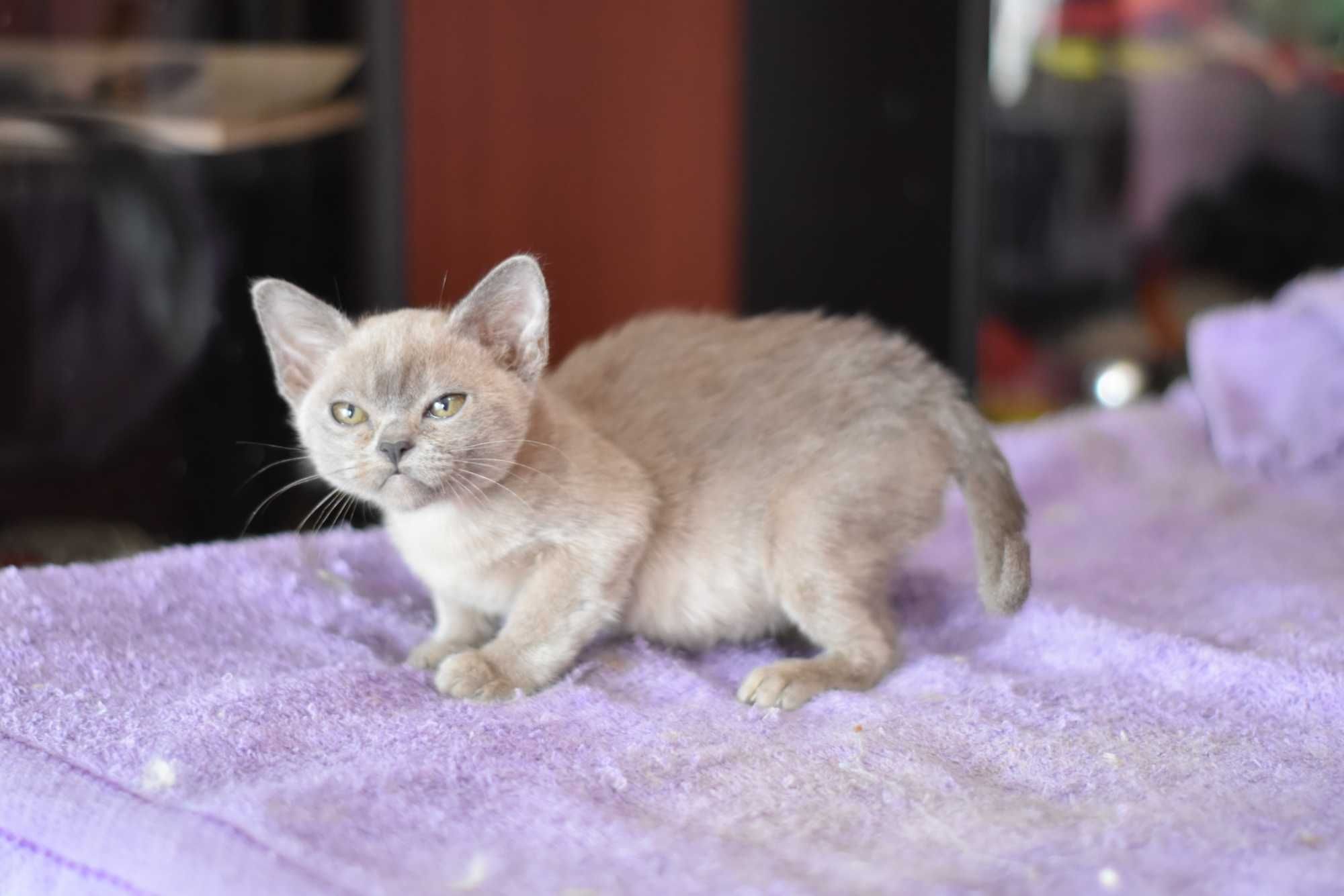 бурманский котенок милейшее существо