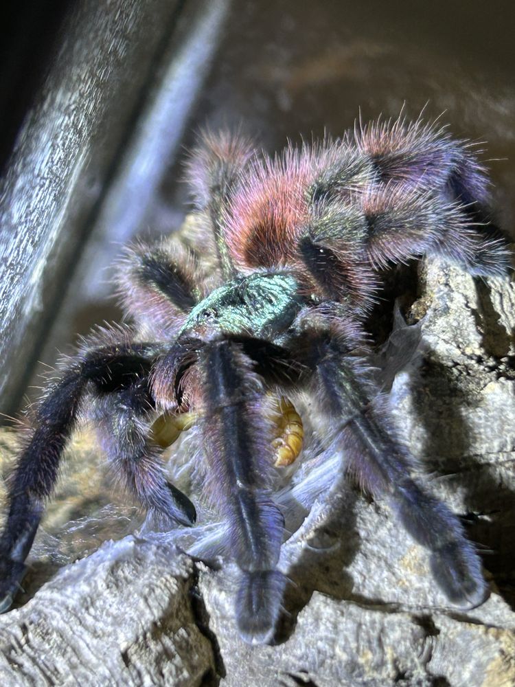 Caribena Versicolor L1 ptasznik wielobarwny