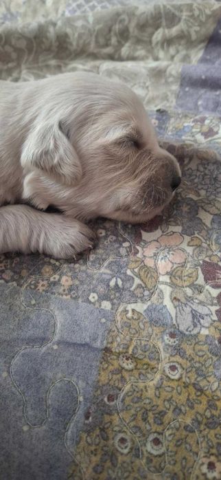 Golden Retriever cudowny piesek po championie.
