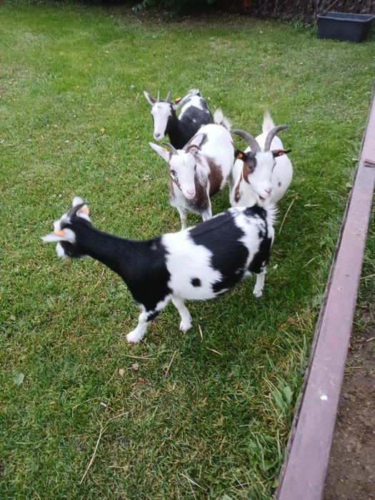 Sprzedam kózki miniaturki