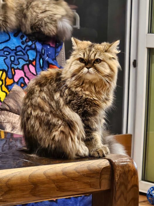 Koteczka - Szkocki Prostouchy