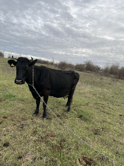 Корова, вік 10років