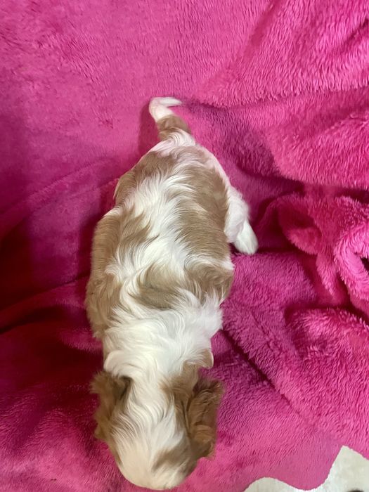 Cavalier king charles Femea LOP e Afixo