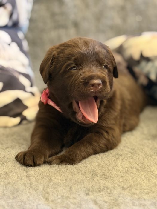 Labrador Retriever czekoladowa suczka