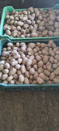 Sadzeniaki ziemniaki