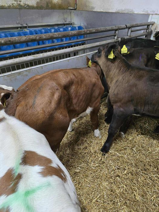 Sprzedam 12 jałówek samodzielnych dostawa cała Polska