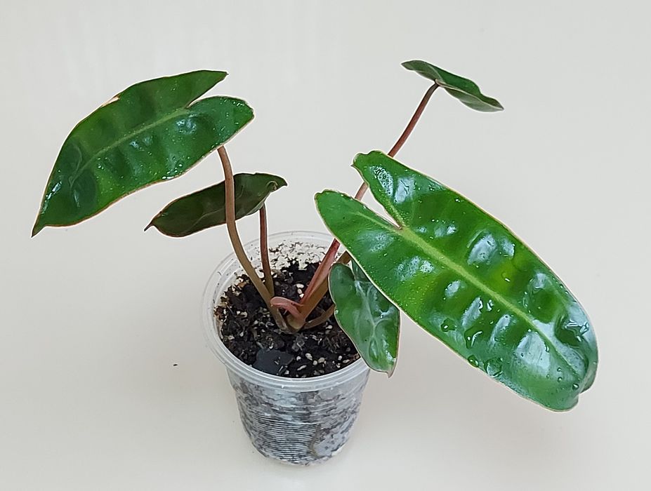 Філодендрон біллітае оренж, мінарум, маска, радіатум, Мамей, бородавча