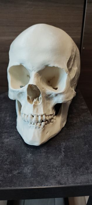 Wydruk 3d czaszka model do rekonstrukcji historycznej wydruk