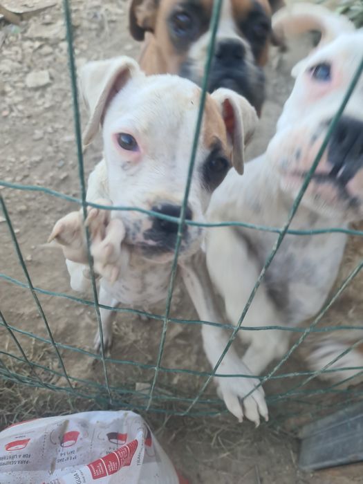 2 fêmeas boxer para dar