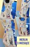 Merlin do adopcji - kociątko