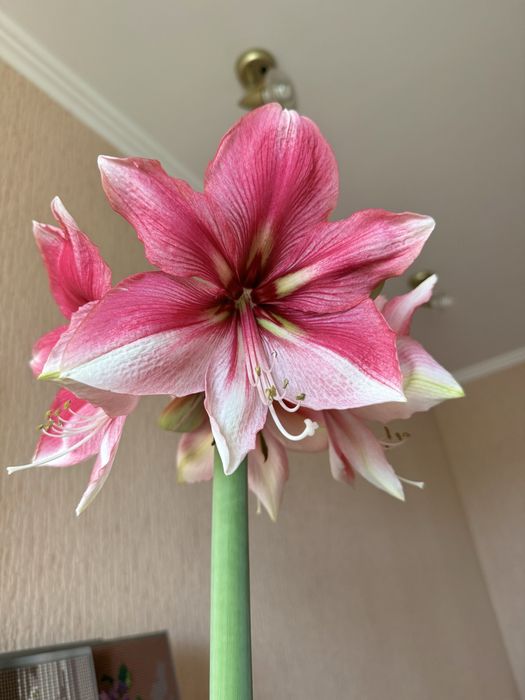 Амариліс/гіпеаструм Tosca