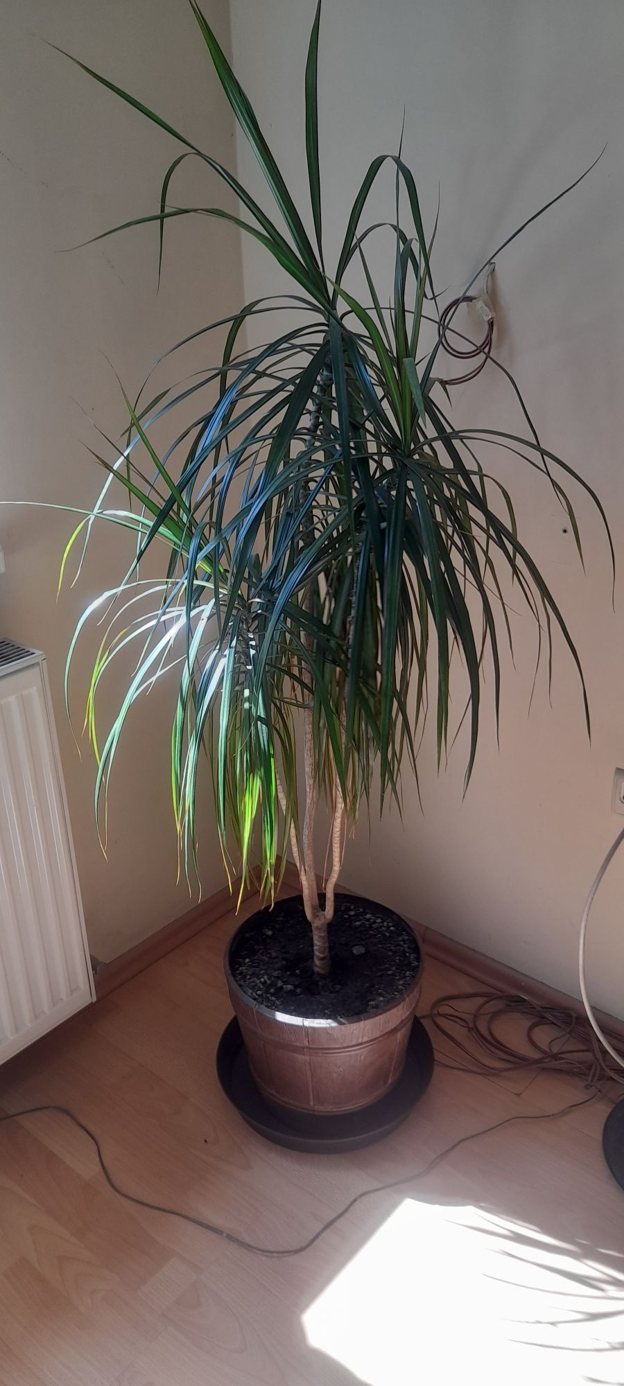 Dracena duża zadbana
