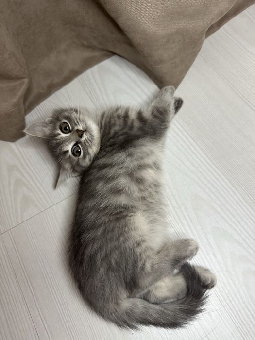 Чудо шотландський хлопчик