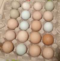 Jaja lęgowe kolorowe od kur