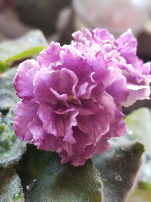 Фіалка кімнатна рослина