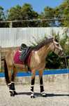 Baio Lusitano 3 anos Montado