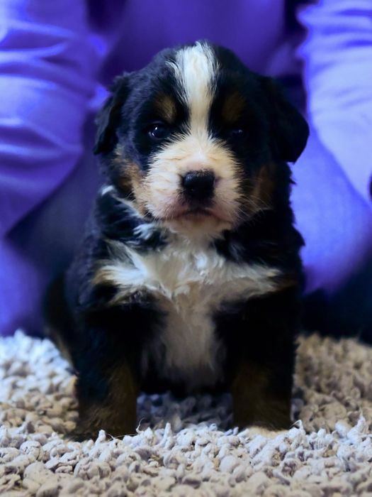 Berneński Pies Pasterski piesek FCI Warszawa