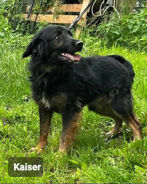 Piękny kochany pies szuka domu Adopcja