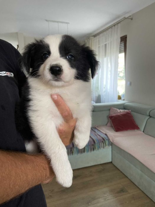 Piękna suczka Border Collie po matce z linii wystawowej.