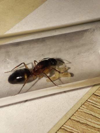 Camponotus irritans mrowki