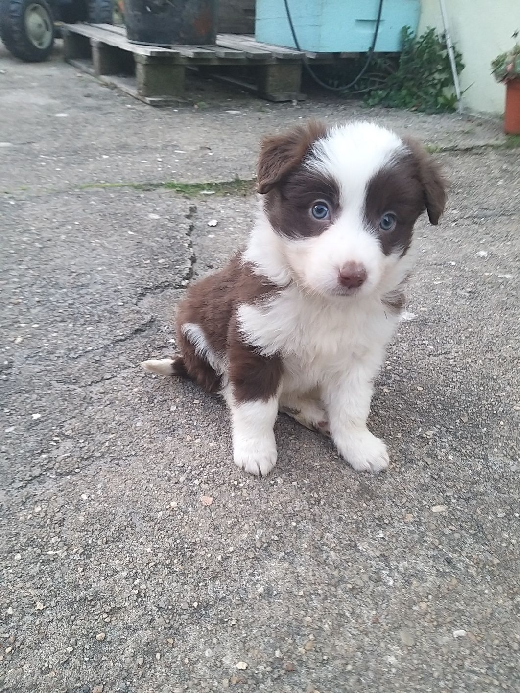 Border collie C/LOP/RI