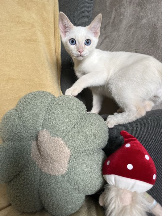 Kocurek tajski Geralt z legalnek hodowli