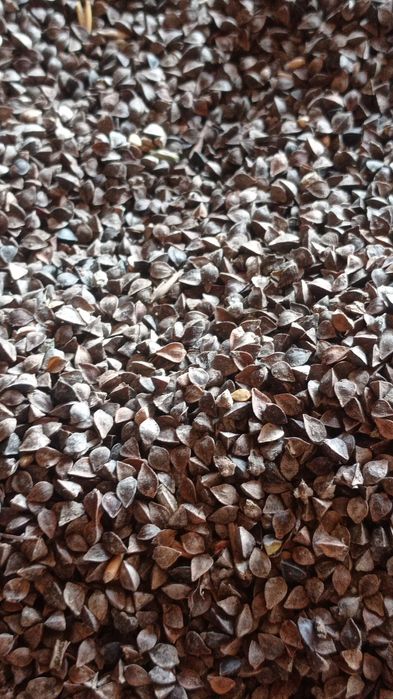 Gryka na nasienie poplony miodo dajna.